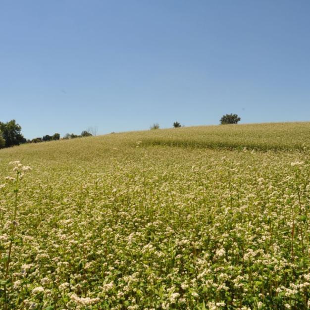  بررسی عسل گندم و فواید کلی آن