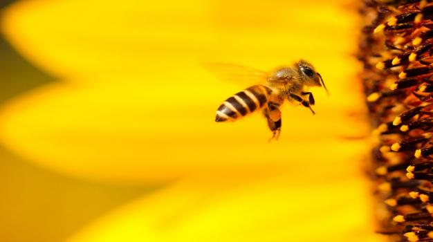  حفاظت از زنبورها: آنها کارگران کشاورزی ضروری برای بقای ما هستند