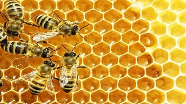  درباره تمدن زنبور ها بدانید