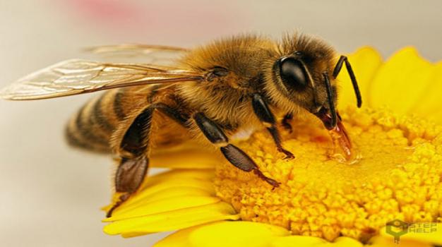  درباره زنبور عسل 