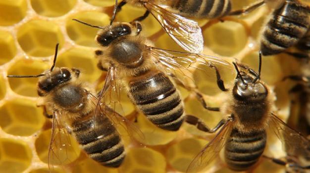  عوامل مرتبط با تولید عسل 