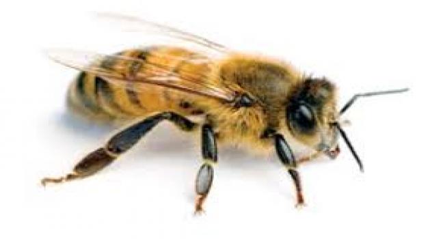  وظایف زنبورهای کارگر چگونه است؟