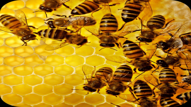  نکاتی در مورد زنبور عسل